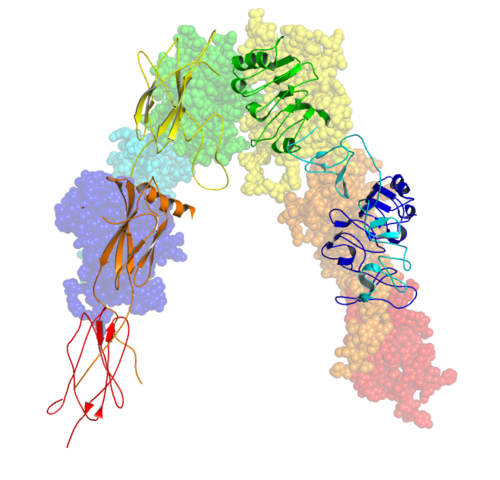 insulin receptor